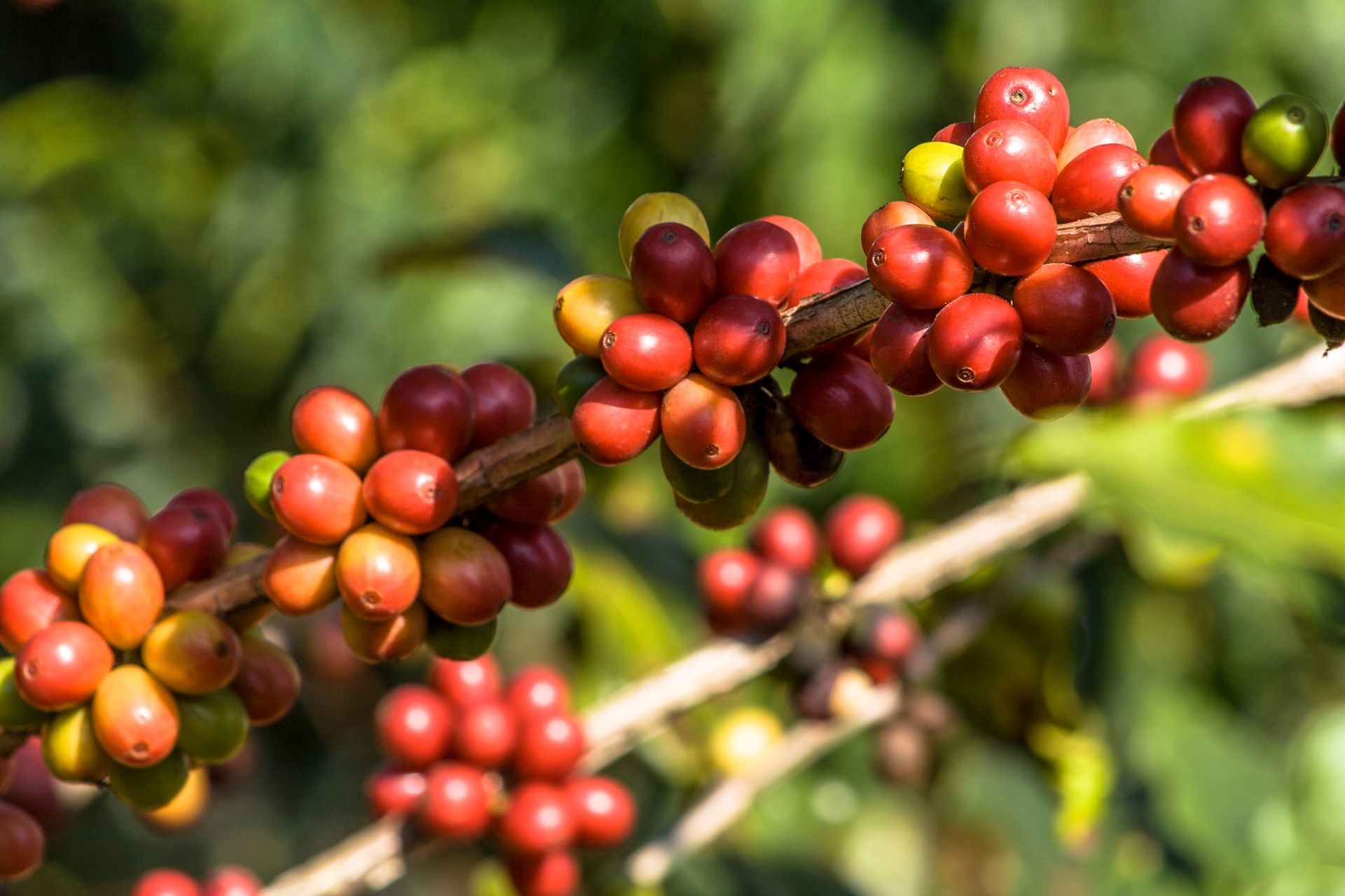 coffee beans on coffee tree, in Brazil