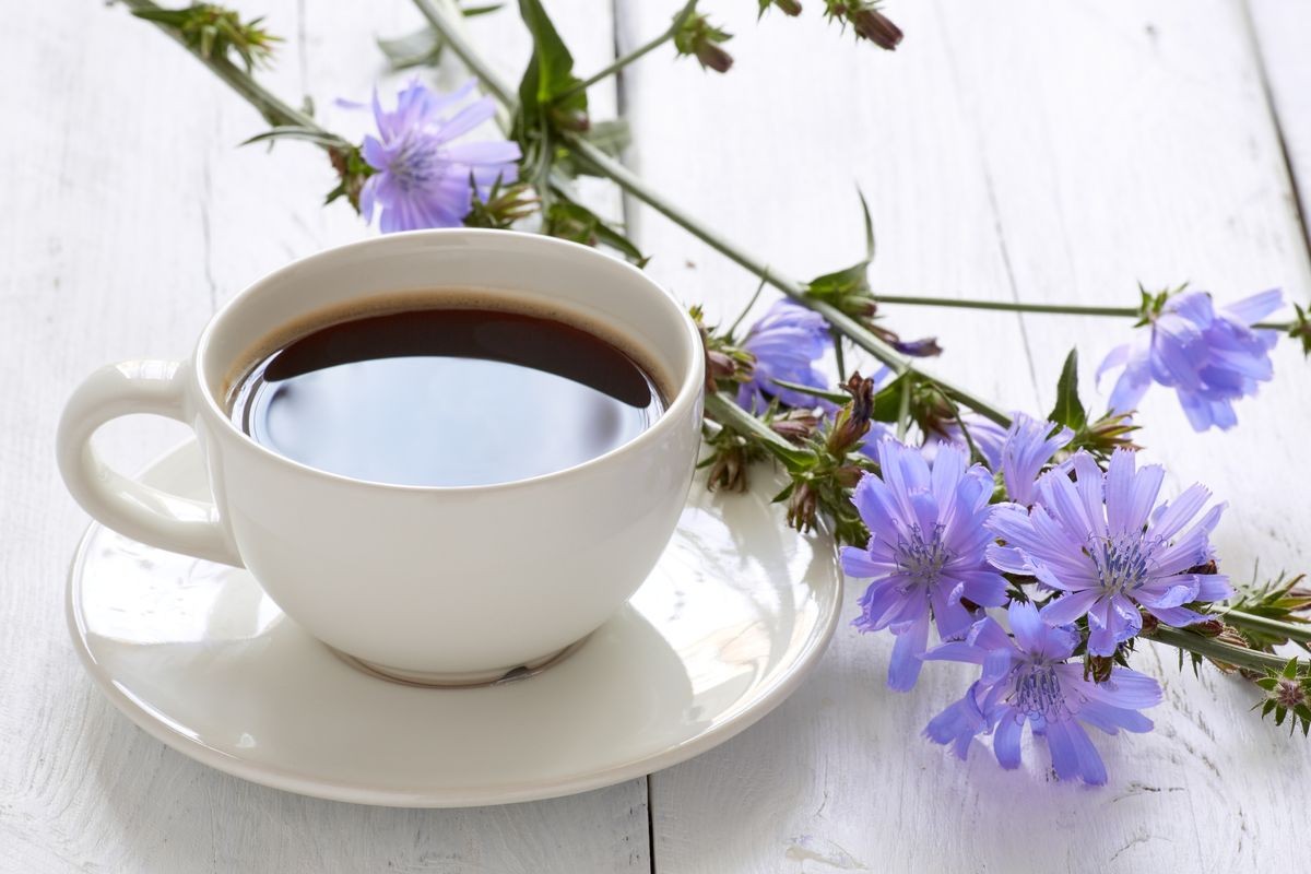 Cup of coffee tea chicory drink with chicory flower on a white table